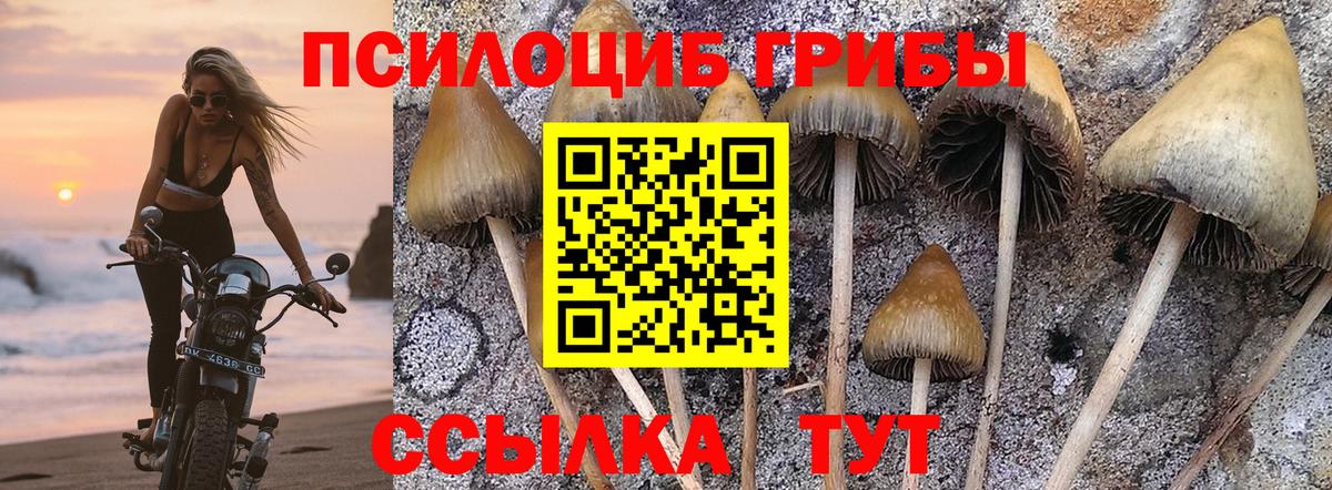 Псилоцибиновые грибы Cubensis Дивногорск