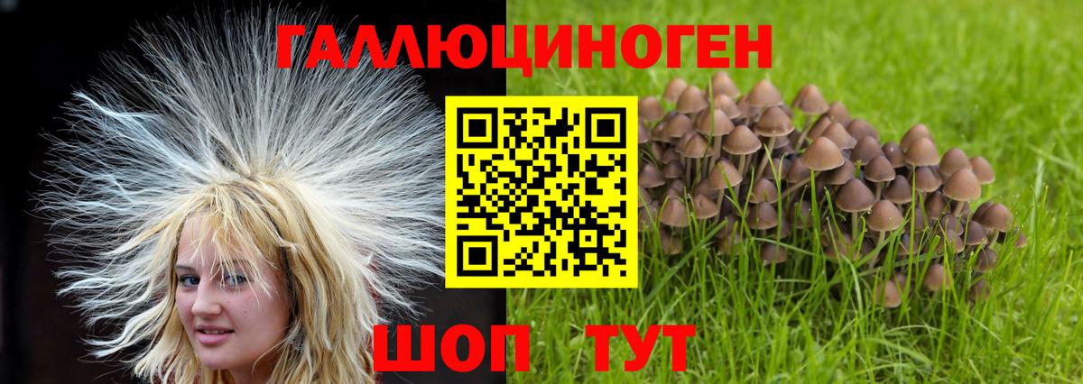 Дивногорск  Псилоцибиновые грибы Psilocybine cubensis  Вход с VPN 